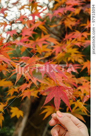 have beautiful autumn leaves have beautiful autumn leaves 97918094