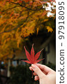 have beautiful autumn leaves 97918095