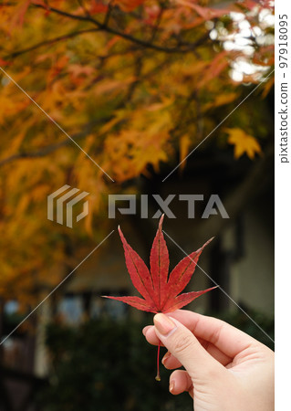 have beautiful autumn leaves 97918095