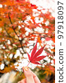 have beautiful autumn leaves 97918097