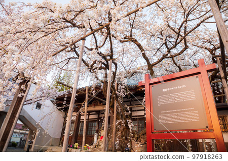 Morio Kashidare of Ryukokuji Temple Morio Kashidare of Ryukokuji Temple 97918263