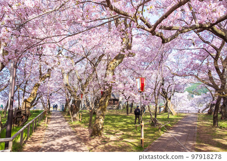 高遠城址公園（春季） 97918278