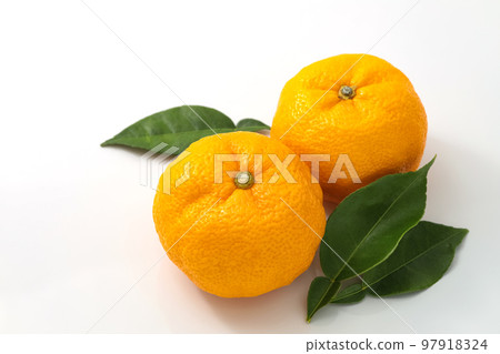 Yuzu with leaves in a white background Yuzu with leaves in a white background 97918324