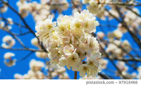 Cherry-bearing Seiyomizakura (Western cherry) and blue sky scenery 97918466