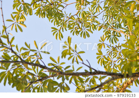 tree ,Alstonia scholaris or APOCYNACEAE or Devil Tree or White Cheesewood or Devil Bark or Black Board Tree and sky tree ,Alstonia scholaris or APOCYNACEAE or Devil Tree or White Cheesewood or Devil Bark or Black Board Tree and sky 97919133