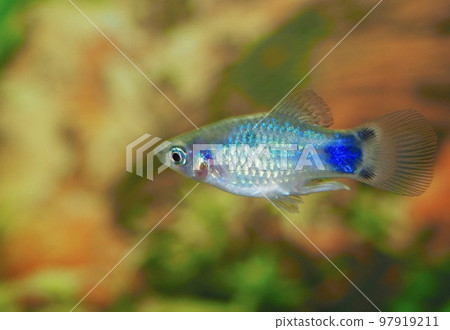 Mickey Mouse Platy 97919211