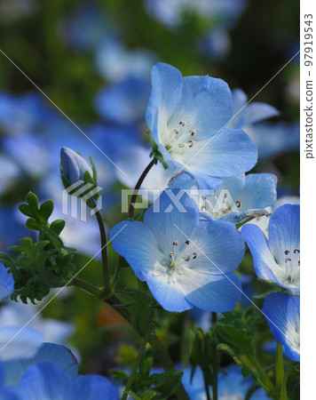 嗜血吸蟲 97919543