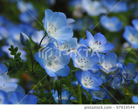 嗜血吸蟲 97919544