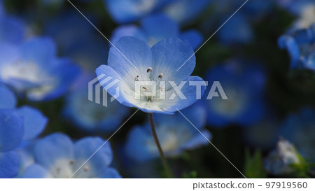 嗜血吸蟲 97919560