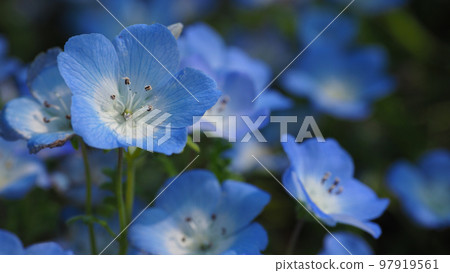 Nemophila 97919561