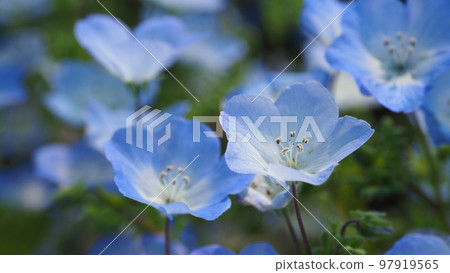 Nemophila Nemophila 97919565
