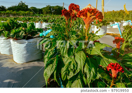 Valves drip irrigation system in organic strawberry farm. Watering plants system in garden. Sprinkler watering valve for watering young strawberry tree to freshness and growth. Agriculture Technology. 97919950