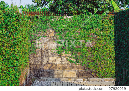 Climbing fig or Creeping fig (Ficus Pumila) the ivy plants are creeping up on concrete wall in garden. Pumila is ivy planted on wall to create natural atmosphere. Beautiful Ficus pumila texture wall. 97920039