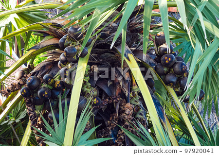 Lot of Fruits hanging to Asian palmyra palm or Borassus flabellifer, commonly known as doub,palmyra ,tala or tal palm,toddy,wine palm or ice apple. Palmyra palm fruit with leaves. Selective focus. 97920041