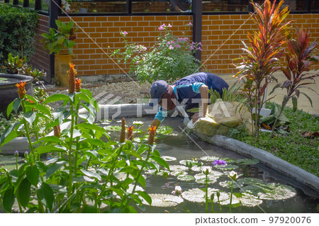 Asian man wear cap cleaning garden pond from green algae. Male janitor checking and maintaining the garden pond before rainy season. Gardener man worker cleaning water pond pool from leaves in garden. 97920076
