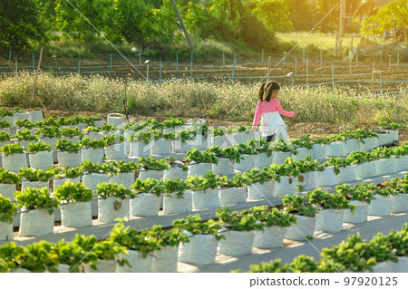 Happiness young girl having fun and cheerful in the organic strawberry farm on warm sunny day. New generation with agriculture. Kid on strawberry plantation field. Outdoor summer fun in countryside. Happiness young girl having fun and cheerful in the organic strawberry farm on warm sunny day. New generation with agriculture. Kid on strawberry plantation field. Outdoor summer fun in countryside. 97920125