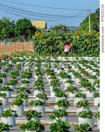 Happiness young girl having fun and cheerful in the organic strawberry farm on warm sunny day. New generation with agriculture. Kid on strawberry plantation field. Outdoor summer fun in countryside. 97920126