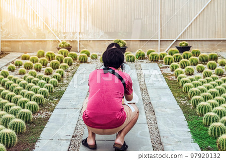 Back view of Asian young couple take a photo with various cactus plants in cactus greenhouse farm. Happiness lover in Botanical Garden. Variety of Cacti in Greenhouse. Cactus Botanical Garden. 97920132