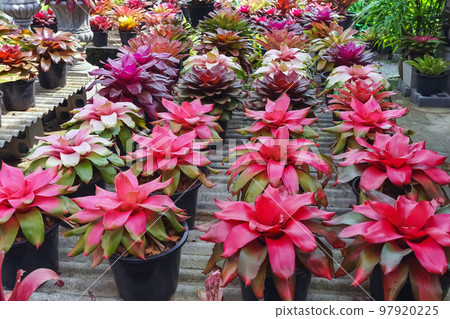 Multicolored bromeliad, colorful bromeliad leaves, Tropical plants in green house for garden decoration. Colorful Neoregelia plant for home decoration. Beautiful Neoregelia bromeliad plants in park. Multicolored bromeliad, colorful bromeliad leaves, Tropical plants in green house for garden decoration. Colorful Neoregelia plant for home decoration. Beautiful Neoregelia bromeliad plants in park. 97920225