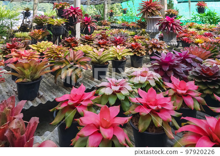 Multicolored bromeliad, colorful bromeliad leaves, Tropical plants in green house for garden decoration. Colorful Neoregelia plant for home decoration. Beautiful Neoregelia bromeliad plants in park. Multicolored bromeliad, colorful bromeliad leaves, Tropical plants in green house for garden decoration. Colorful Neoregelia plant for home decoration. Beautiful Neoregelia bromeliad plants in park. 97920226