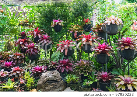 Multicolored bromeliad, colorful bromeliad leaves, Tropical plants in green house for garden decoration. Colorful Neoregelia plant for home decoration. Beautiful Neoregelia bromeliad plants in park. 97920228