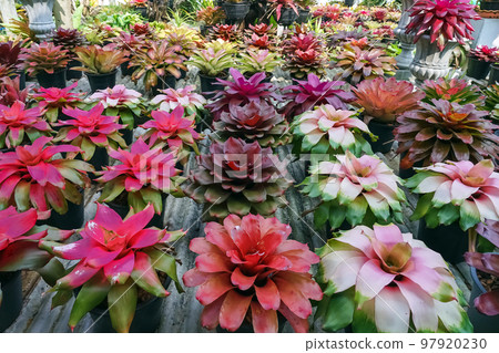 Multicolored bromeliad, colorful bromeliad leaves, Tropical plants in green house for garden decoration. Colorful Neoregelia plant for home decoration. Beautiful Neoregelia bromeliad plants in park. 97920230