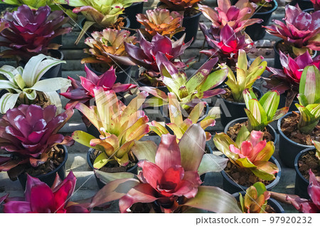 Multicolored bromeliad, colorful bromeliad leaves, Tropical plants in green house for garden decoration. Colorful Neoregelia plant for home decoration. Beautiful Neoregelia bromeliad plants in park. Multicolored bromeliad, colorful bromeliad leaves, Tropical plants in green house for garden decoration. Colorful Neoregelia plant for home decoration. Beautiful Neoregelia bromeliad plants in park. 97920232