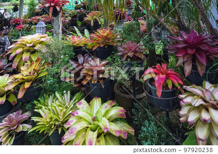 Multicolored bromeliad, colorful bromeliad leaves, Tropical plants in green house for garden decoration. Colorful Neoregelia plant for home decoration. Beautiful Neoregelia bromeliad plants in park. Multicolored bromeliad, colorful bromeliad leaves, Tropical plants in green house for garden decoration. Colorful Neoregelia plant for home decoration. Beautiful Neoregelia bromeliad plants in park. 97920238