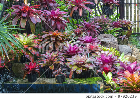 Multicolored bromeliad, colorful bromeliad leaves, Tropical plants in green house for garden decoration. Colorful Neoregelia plant for home decoration. Beautiful Neoregelia bromeliad plants in park. Multicolored bromeliad, colorful bromeliad leaves, Tropical plants in green house for garden decoration. Colorful Neoregelia plant for home decoration. Beautiful Neoregelia bromeliad plants in park. 97920239