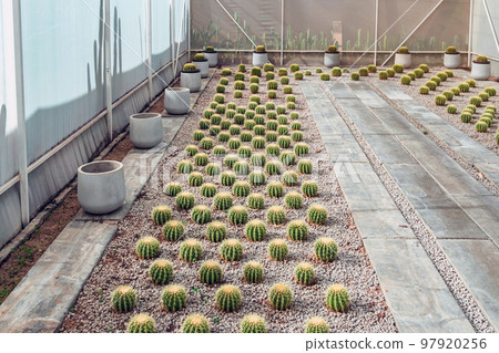 Many cactus plants at cactus farm house.Cultivation of beautiful cactus species as hobby and selling. Industrial cactus farm in greenhouse with different types of cacti and succulents grown for sale. Many cactus plants at cactus farm house.Cultivation of beautiful cactus species as hobby and selling. Industrial cactus farm in greenhouse with different types of cacti and succulents grown for sale. 97920256