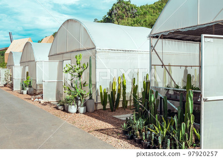 Many cactus plants at cactus farm house.Cultivation of beautiful cactus species as hobby and selling. Industrial cactus farm in greenhouse with different types of cacti and succulents grown for sale. 97920257