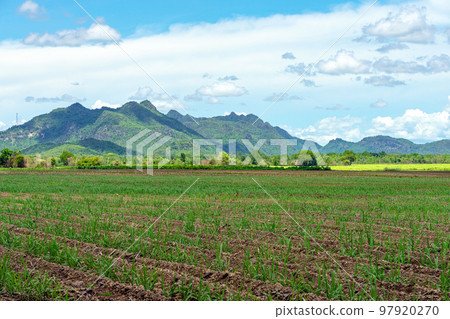 Scenery view of sugarcane saplings in planting fields near mountain in countryside of Thailand. Sugarcane fields and sugarcane saplings growing. small sugar cane stem on soil field. Selective focus. 97920270