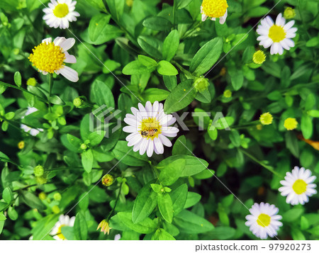 Honey Bee on daisy flowers in meadow. Insect sits on white flower of common daisy. Bee picking pollen chamomile flower. Bee eating and collects nectar for spring time on white flowering chamomile. Honey Bee on daisy flowers in meadow. Insect sits on white flower of common daisy. Bee picking pollen chamomile flower. Bee eating and collects nectar for spring time on white flowering chamomile. 97920273