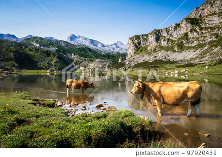 Cows around lake Ercina in Picos de Europa, Asturias, Spain Cows around lake Ercina in Picos de Europa, Asturias, Spain 97920431