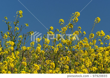 Image of spring (rape blossoms: canola flower) 97920693