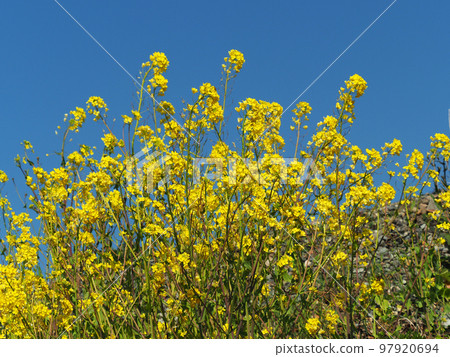 Image of spring (rape blossoms: canola flower) 97920694