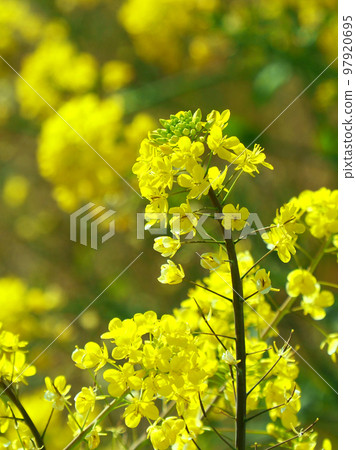 Image of spring (rape blossoms: canola flower) 97920695