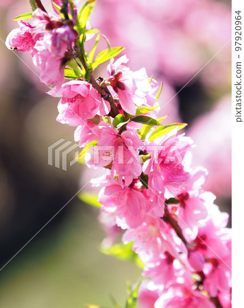 春天的形象（花桃） 97920964