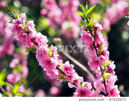 春天的形象(花桃) 春天的形象(花桃) 97920973