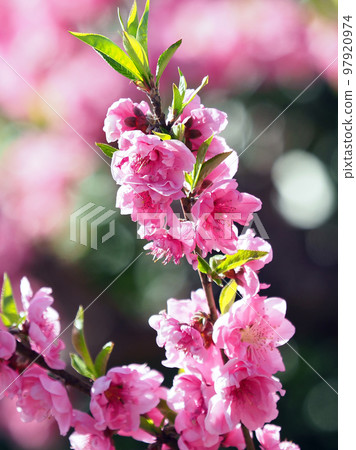 春天的形象(花桃) 春天的形象(花桃) 97920974