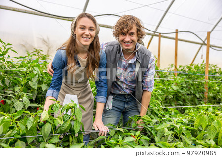 Cheerful couple of agriculturists posing for the camera in a greenhouse 97920985