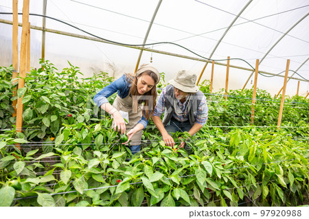 Two agriculturists busy working in a hothouse ( 97920988