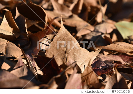 Winter image (winter image/fallen leaves) Winter image (winter image/fallen leaves) 97921066