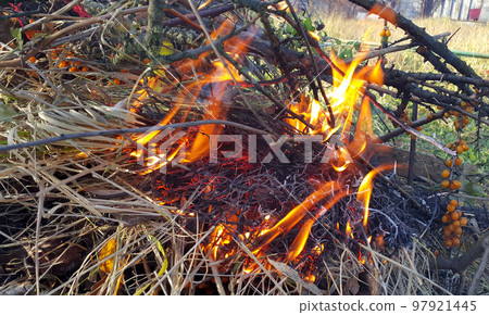 Bonfire or fire, burning branches of a tree and dry grass Bonfire or fire, burning branches of a tree and dry grass 97921445