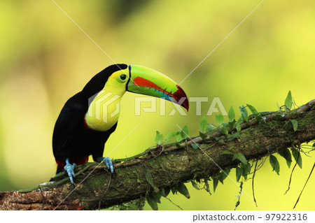 Keel-billed Toucan, Ramphastos sulfuratus, bird with big bill. Toucan sitting on branch in the forest. 97922316