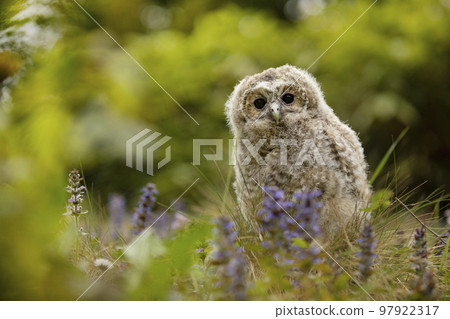 Tawny Owl - Strix aluco - juvenile just out from the nest. Czech republic. Green meadow with flower background 97922317