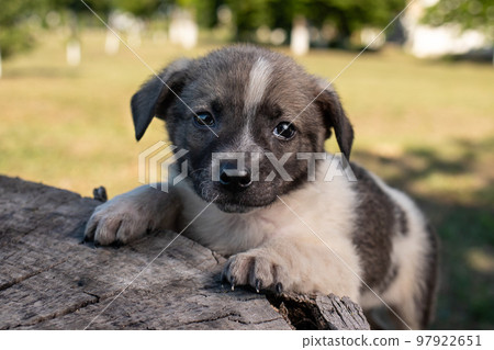 A little pooch sits on the street on a stump. Beautiful cute dog aged 2 months, pet. A little pooch sits on the street on a stump. Beautiful cute dog aged 2 months, pet. 97922651