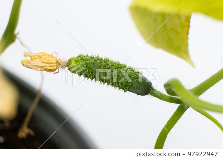 Growing cucumbers from seeds. Step 8 - The first little cucumber 97922947