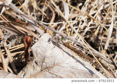 大津博（男） 97923853