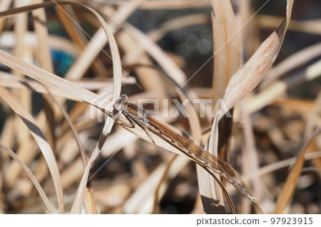 大津博（男） 97923915